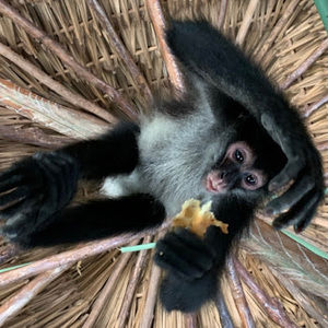 Meet your Posher, Cooper